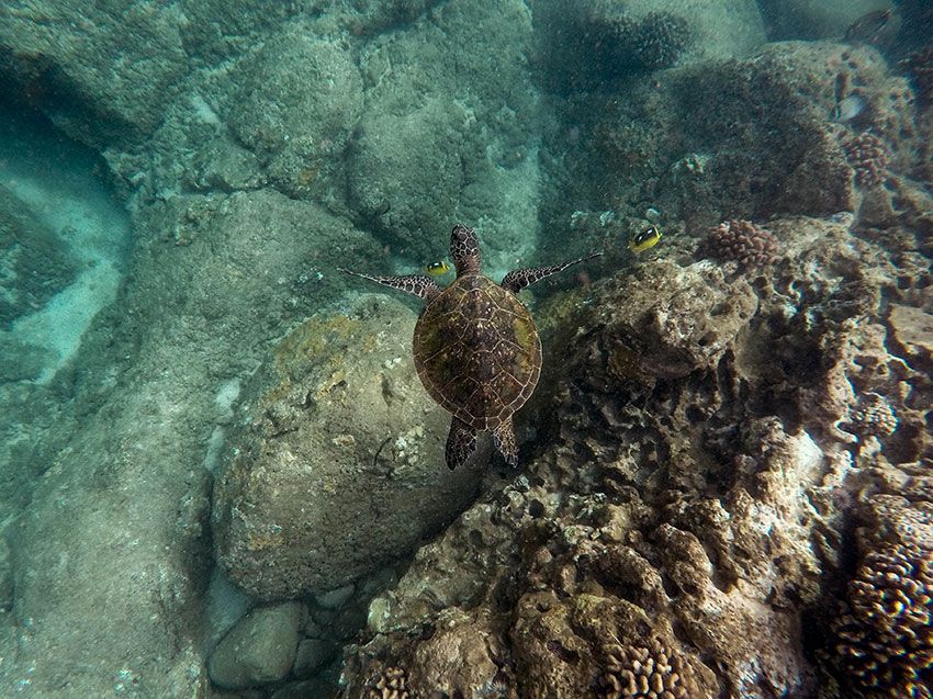 Turtle rehabilitation centers