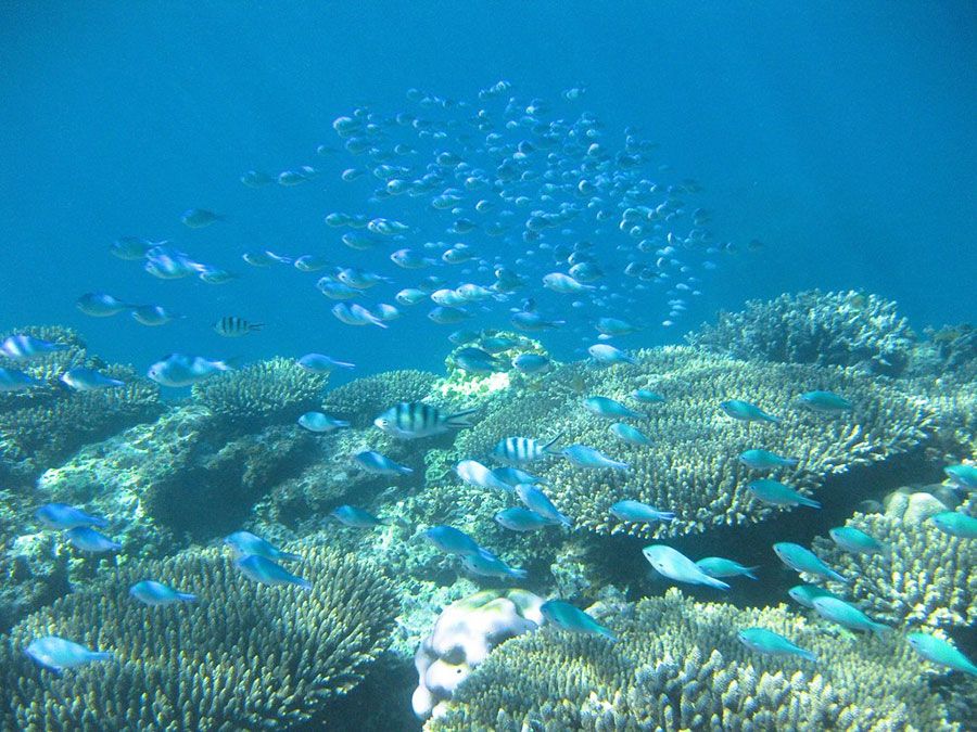 Ningaloo Reef marine life