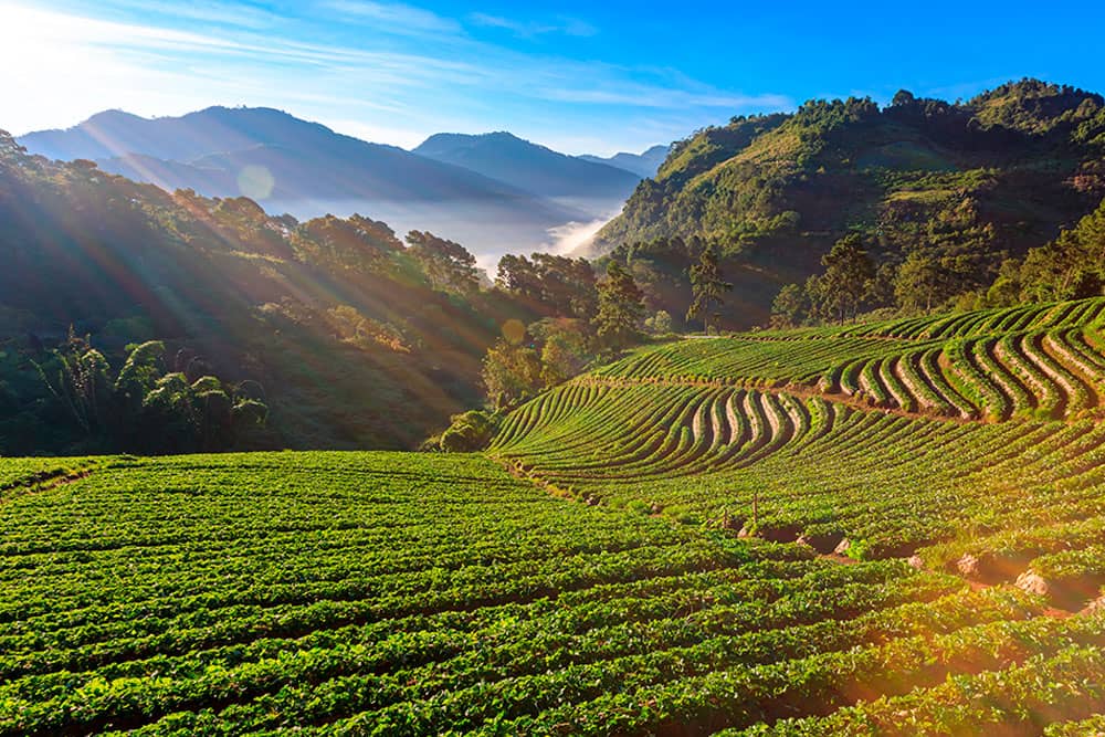 sustainable living Asia